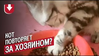 Кот ест как человек