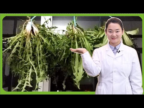 春天拿蒲公英泡水消炎、缓解上火，但记住：新鲜蒲公英不能直接泡水里