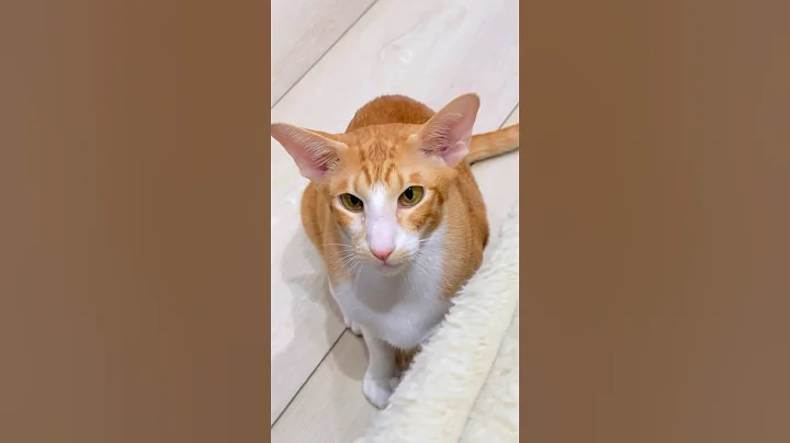 Watch the video about #funny #cat #cute #orientalcat #catlover #orientalcatlovers #england