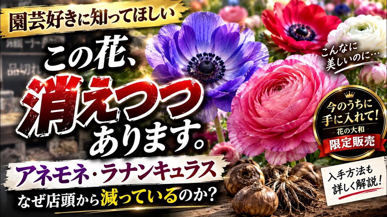 今、園芸店から消えています】この美しい球根、なぜ買えなくなっている