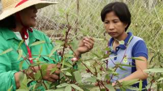 OA AKO Telemag #68 Indigenous Vegetables Lifeline to the Future