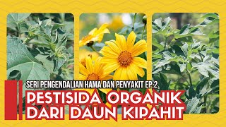 Daun Kipahit Sebagai Pestisida Organik || Seri Pengendalian Hama dan Penyakit Ep. 2 screenshot 1