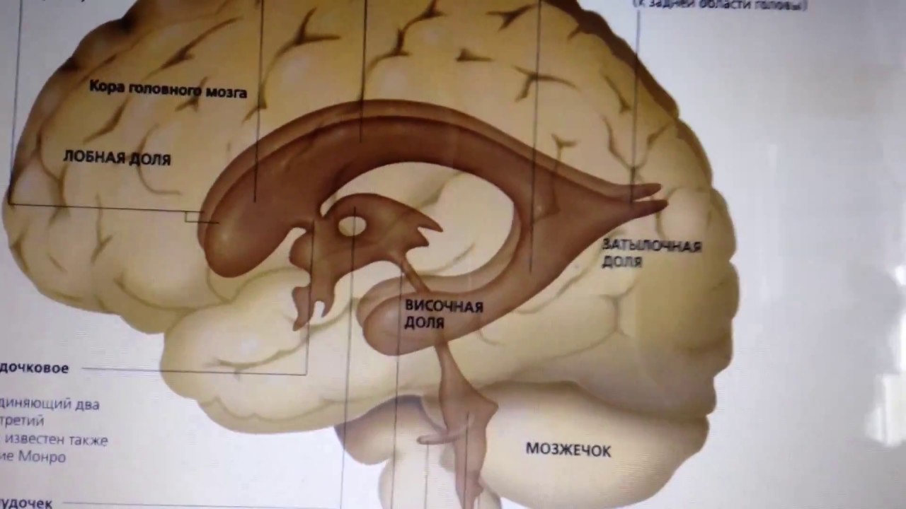Правый желудочек головного. Боковые желудочки головного мозга 3 д. 3 И 4 желудочки головного мозга. Боковые желудочки головного мозга анатомия. Третий желудочек головного мозга анатомия строение.