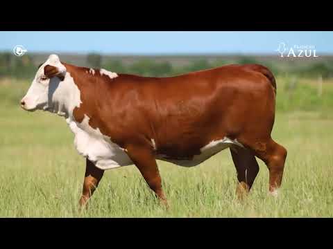 Lote 03   TAT Q177 F Braford