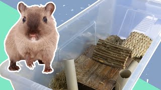 Buried Playground for Gerbils | Cage Clean & Setup