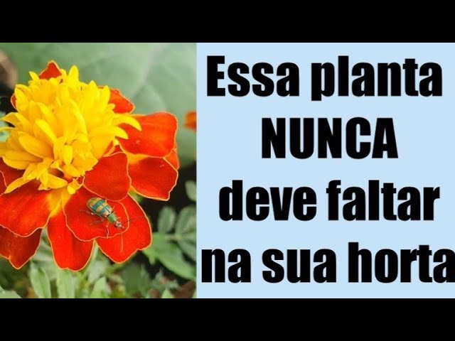 🔴Coloque HOJE MESMO essa planta na horta e VEJA O INCRÍVEL acontecer !!!  (Tagete, cravo de defunto) - thptnganamst.edu.vn