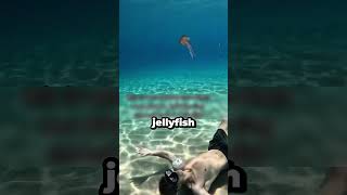 bubble ring and jellyfish 🪼