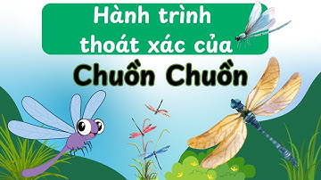 Hành Trình Thoát Xác Của Chuồn Chuồn | Nhật Ký Côn Trùng