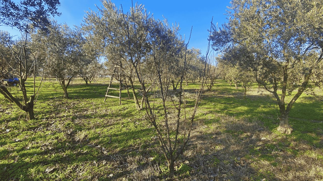 Erik Budama - Fortune Erik Ağaç Budama: Verim Arttırma Budaması ve Kök Problemleri Çözümleri