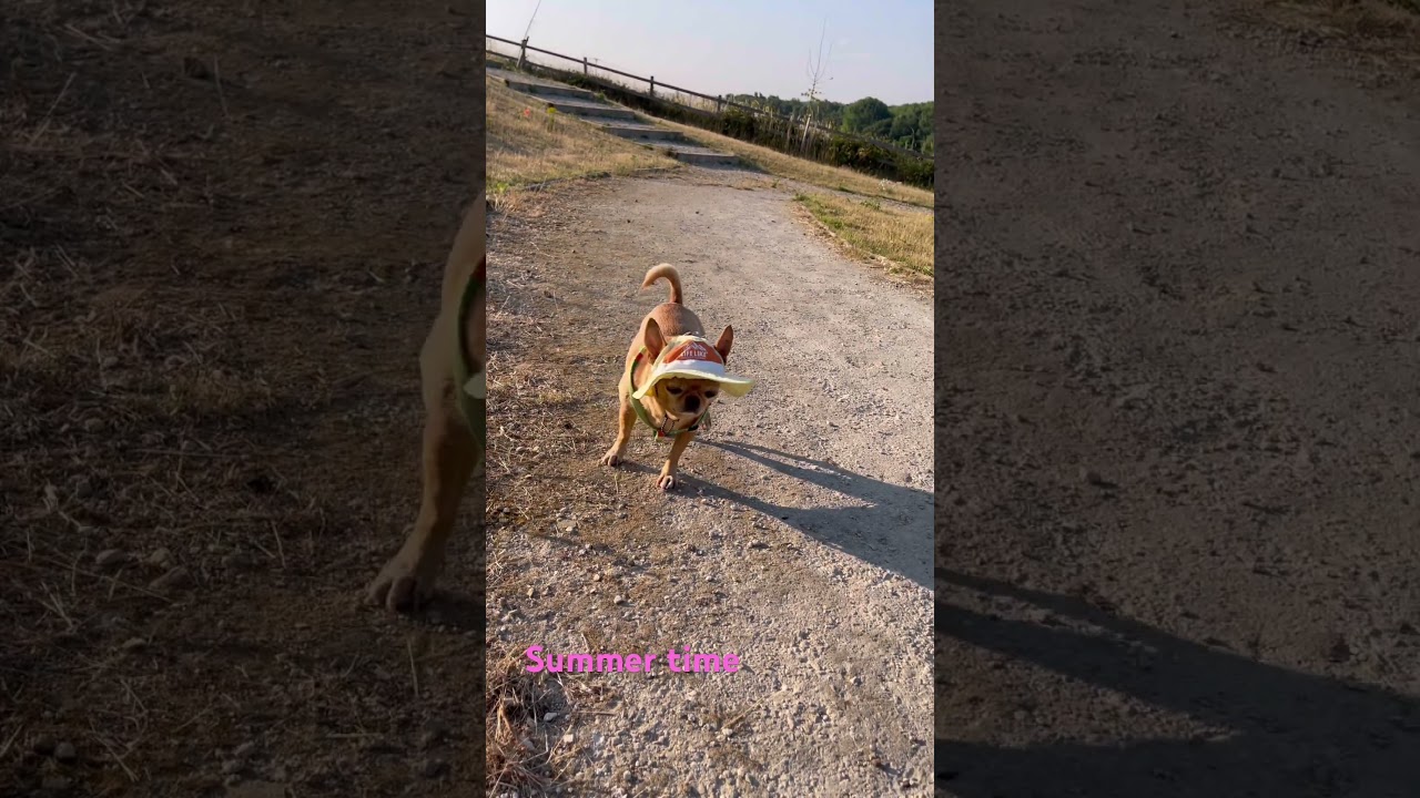 #chihuahua