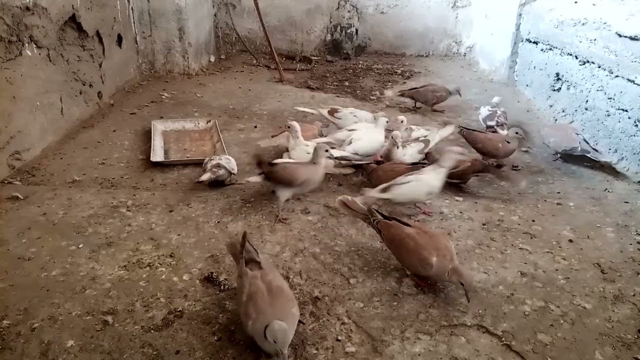 🕊🕊🕊APeer is ready for breeding//