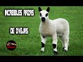 La oveja mas grande del mundo – La oveja mas rara del mundo – Ovejas mas hermosas del mundo