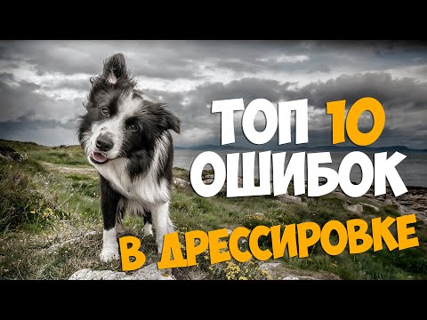 ТОП 10 ОШИБОК в дрессировке собаки!!!