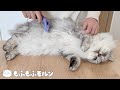 子猫に初めてのファーミネーターを試してみます【サイベリアン】