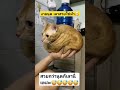 งายนุด #pet #funny #pets #แมว #cute #animals #petlover #ทาสเเมว #cat #cutecat