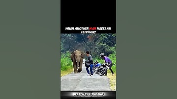Everyone Runs from the Elephant… Except This Man! #trending #animals #wildlife #elephant #shorts
