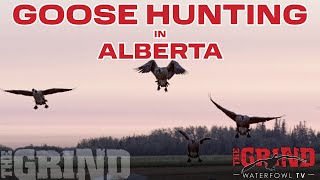Epic Canada Goose Hunting in Alberta! THE GRIND S12: E3