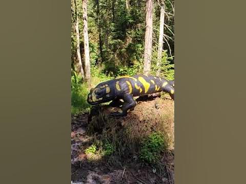 Самая большая САЛАМАНДРА в мире живет в Карпатах в Динопарке - YouTube
