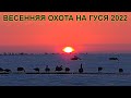 Открытие охоты на гуся в Саратовской области!!! РОЗЫГРЫШ ФОНАРЯ FENIX И ТОПОРА MORA / MAX HUNTER