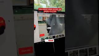 Tesla Sentry Mode Catches Tire Vandal in Action