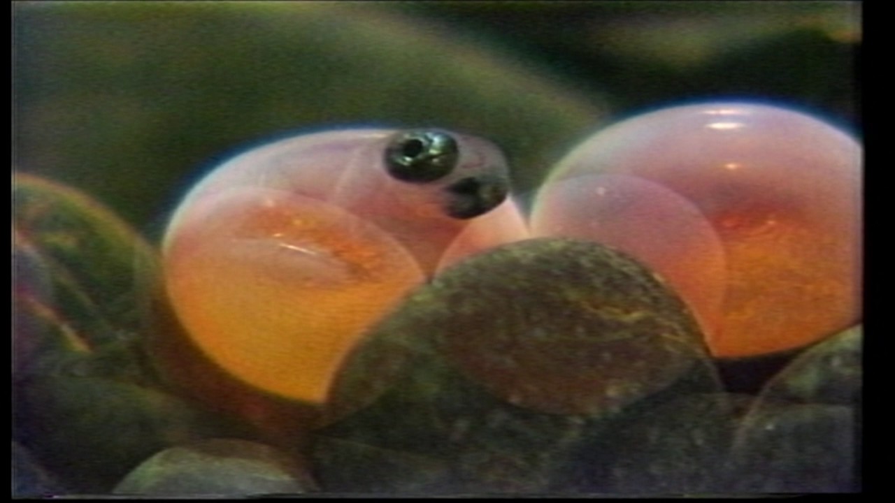 La vida de los salmones, Hernán Olguín (Mundo '84)