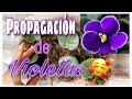 VIOLETAS 🌸 | La mejor manera de Propagarlas  💖 en mi experiencia 👍🏻👍🏻