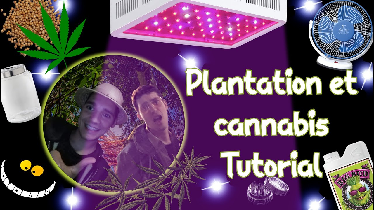 Planter du Cannabis (Tuto) - PAPY 