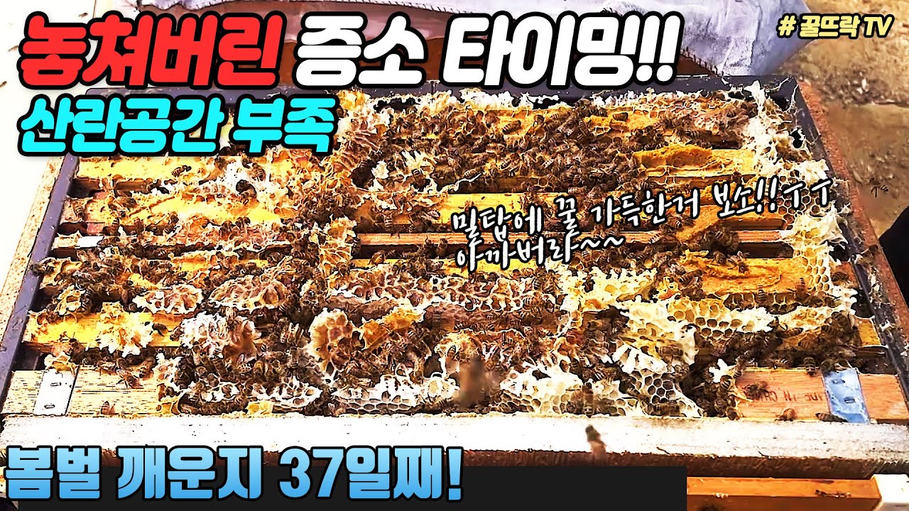 놓쳐버린 증소 타이밍! 산란공간이 부족해요 | 봄벌 깨운후 37일 5매벌내검하기|Honeygarden_꿀뜨락|양봉 일기 |양봉 귀농| a korean beekeeper's Blog