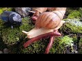 Millipede and Snails Slow Travelers of the forest ​#Millipede ​#Insects #Bugs ​#Nature ​#ForestLife