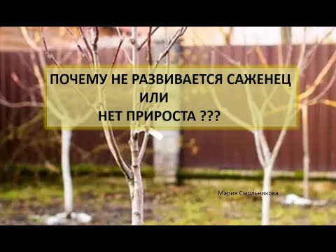 Почему не развивается саженец или нет прироста ???