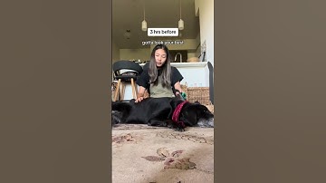 Thumbnail of spend my dog’s last day with me