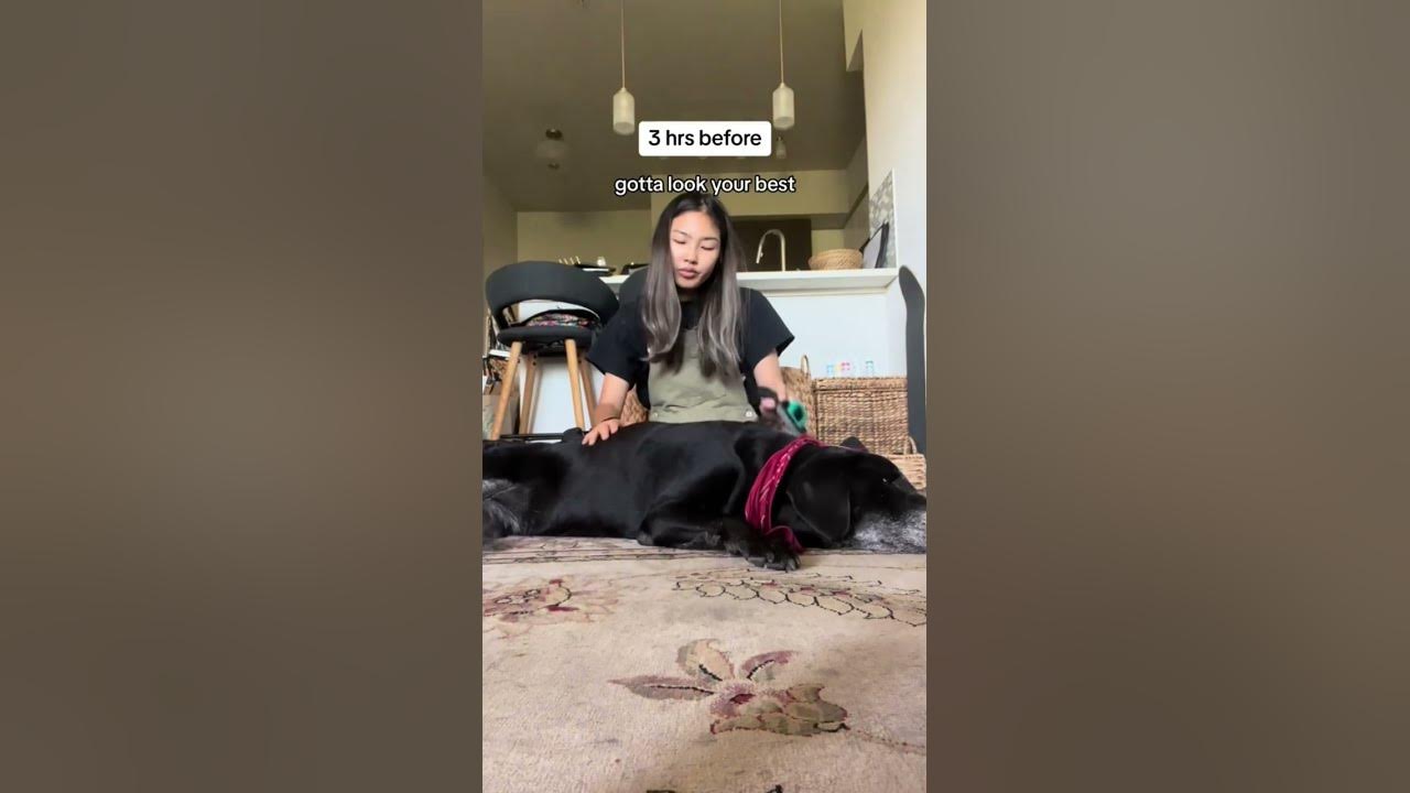 spend my dog’s last day with me spend my dog’s last day with me