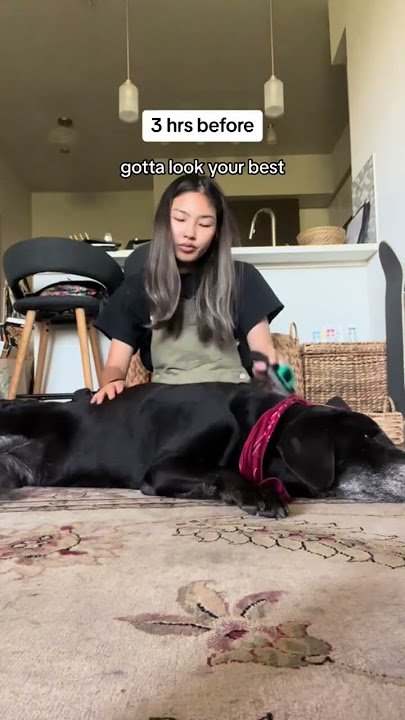 spend my dog’s last day with me
