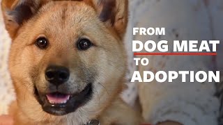 Dog from meat farm adopted by loving home