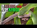뱀에게 지렁이를 줬더니 죽자고 싸웁니다