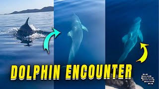 Playful Encounter with a Curious Dolphin
