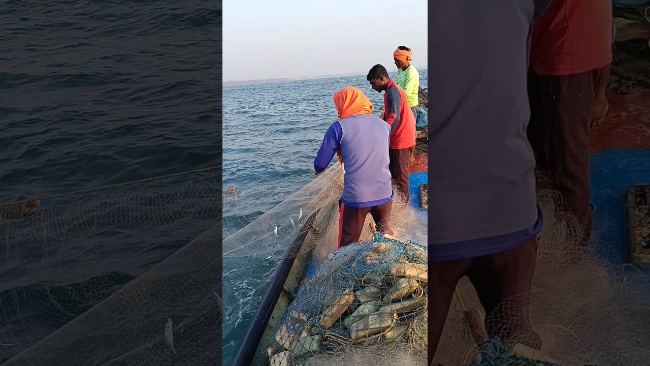 fishing videos and fish catch 