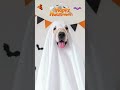 Magical Sleep Music For Your Dog 👻 Happy Halloween 🎃 #shorts