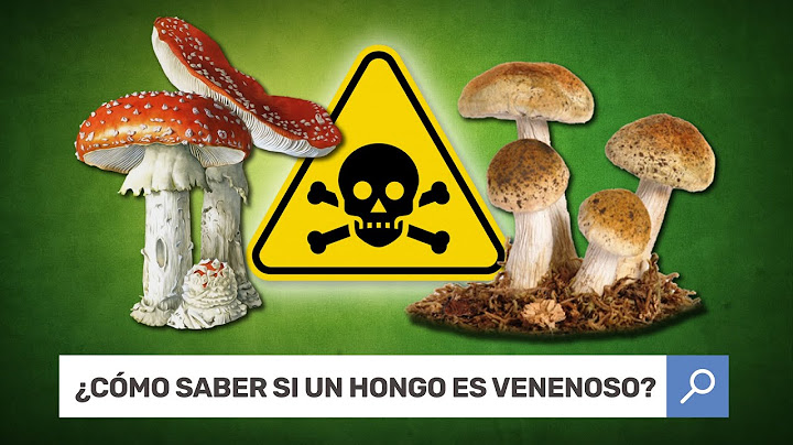 7 Respuestas a Preguntas que alguna vez te has hecho 🤔