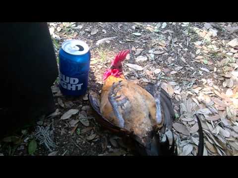 chiste del gallo poninas chiste del gallo poninas