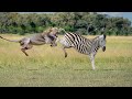 Lion Attack Zebra Fail