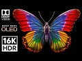 Only Real OLED | 16K Ultra HD Dolby Vision HDR Video with Relaxing Meditation Music