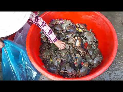 Video bán tôm sú thẻ cua biển tép cá. p2 sóc trăng - youtube