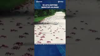 50 JUTA KEPITING MENUTUPI JALANAN #Shorts