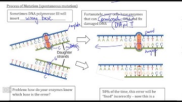 DNA and Protein Synthesis IV, Video I - Definition and Process of Mutations