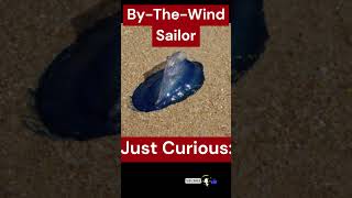 What is a By-The-Wind Sailor? #shorts #doyouknow #whatis