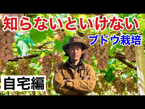 How to grow grapes you need to know