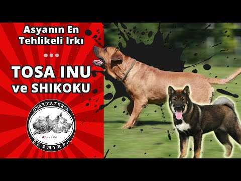 Video: Japon Tosa Köpek Irkları ve Neden Yasaklandılar