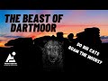 The beast of dartmoor  big cats in britain   a story from bellever forest dartmoor