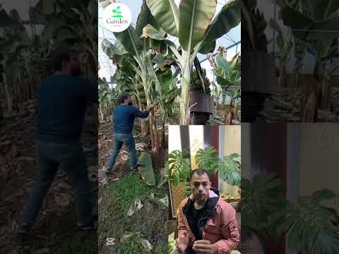سر حياة شجرة الموز الإجابة ستفاجئك دورة حياة غير متوقعة لن تصدقها نباتات اشجار الموز